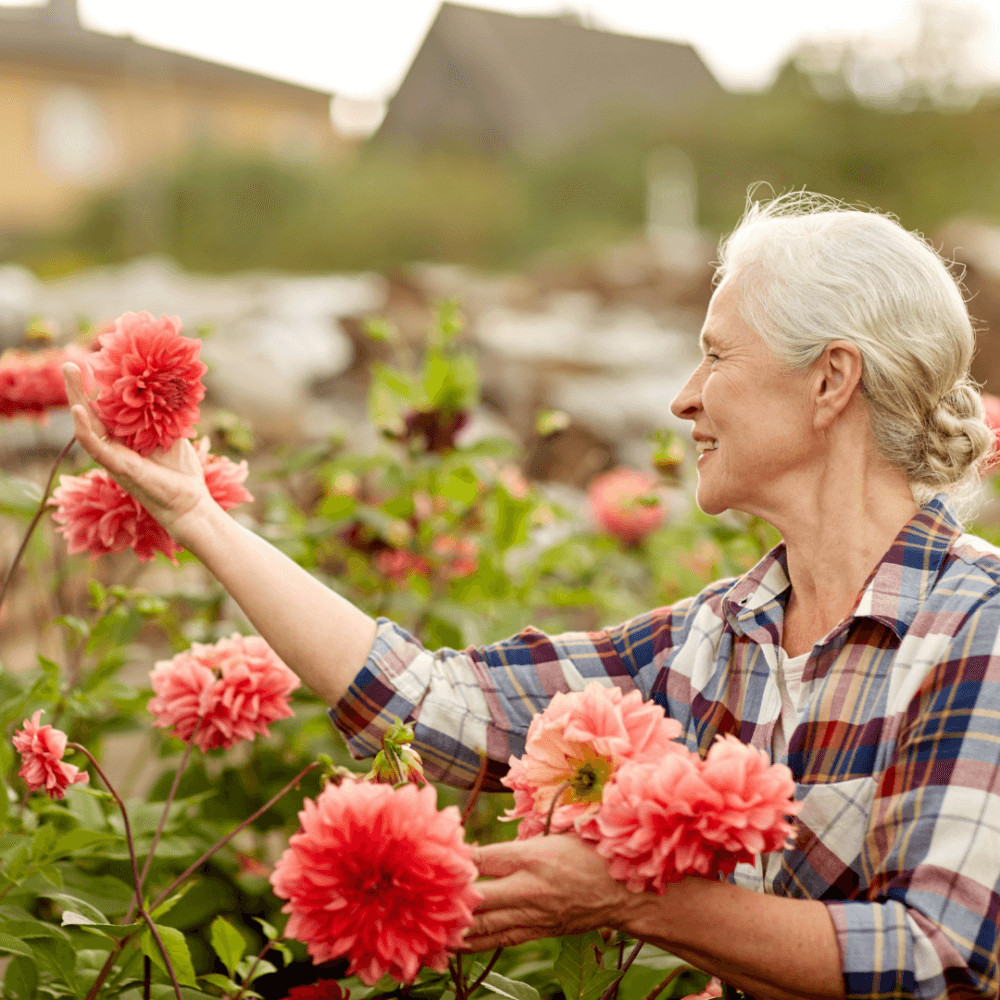 Elderly woman smiling and tending to large pink dahlias in a garden, wearing a plaid shirt with a house in the background. - Home Instead