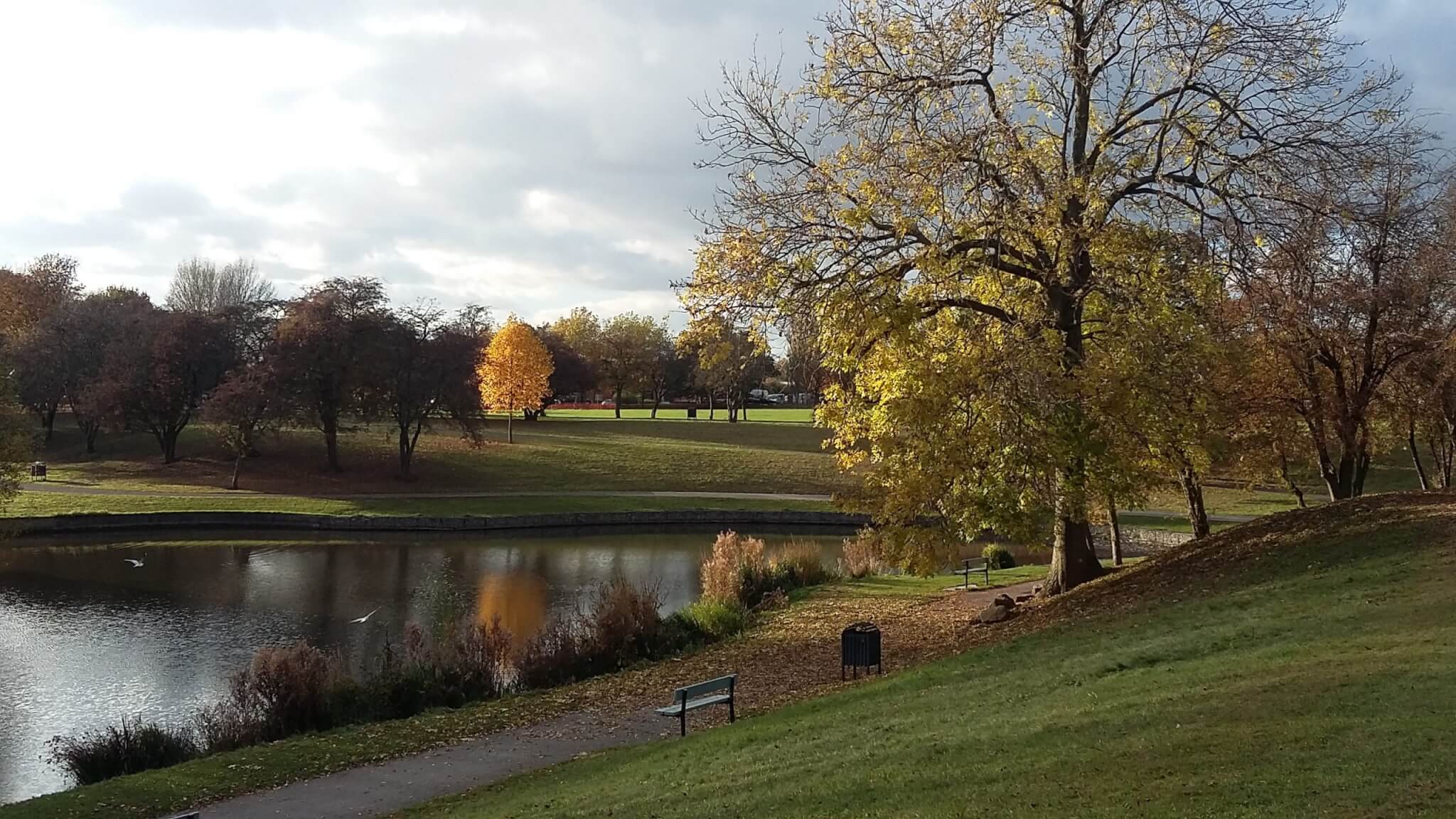 A peaceful park scene with a pond, paths, and autumn trees, one with bright yellow leaves, on a cloudy day. - Home Instead