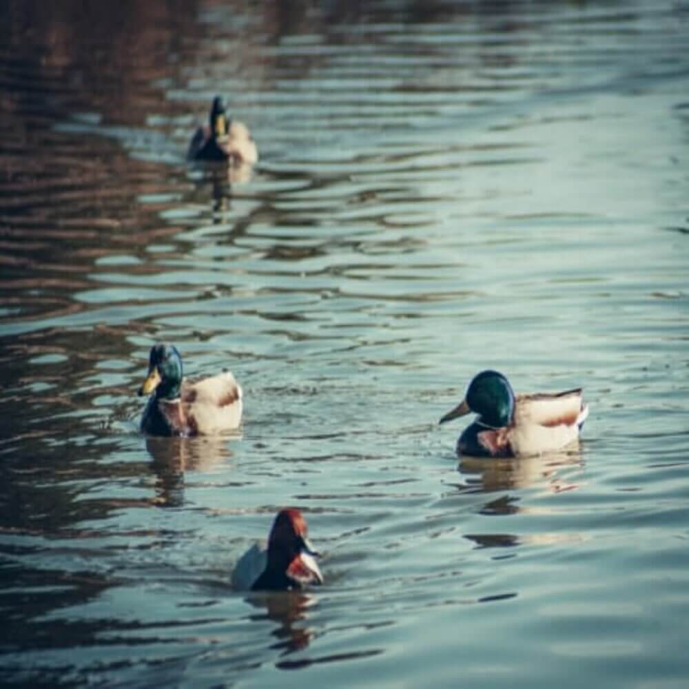 Three ducks swim on a calm body of water with reflections; two are close together, one follows in the distance. - Home Instead
