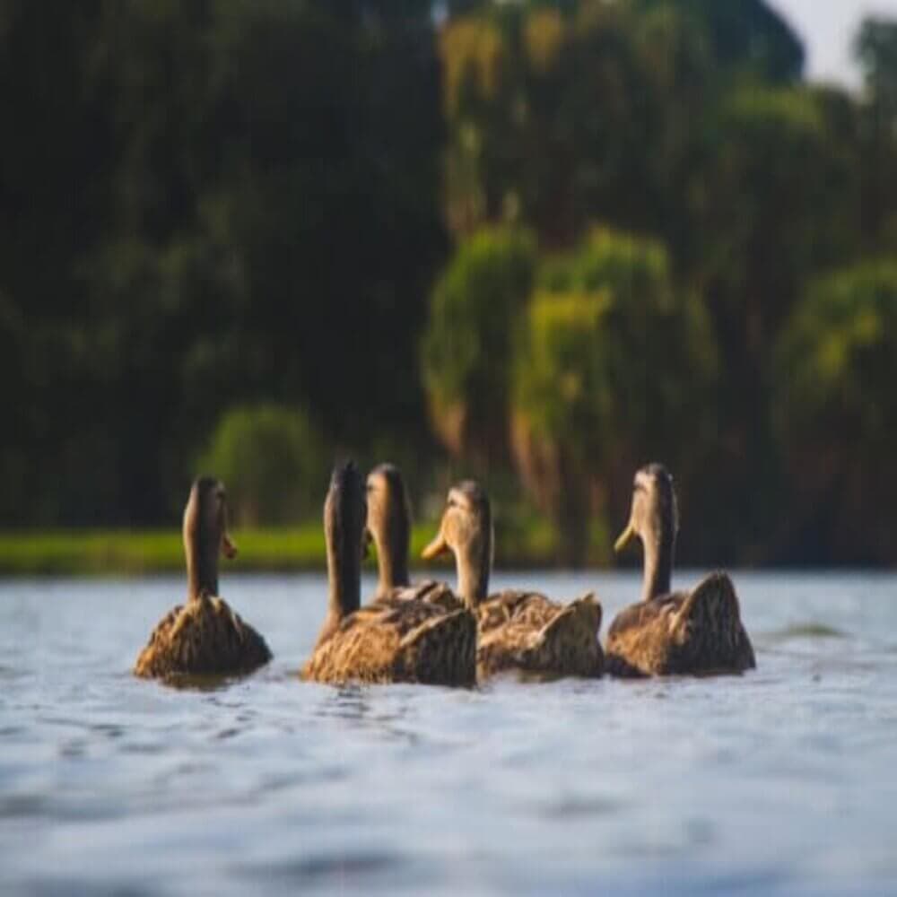 Five ducks swimming together in a calm lake against a backdrop of lush green trees and a slightly cloudy sky. - Home Instead