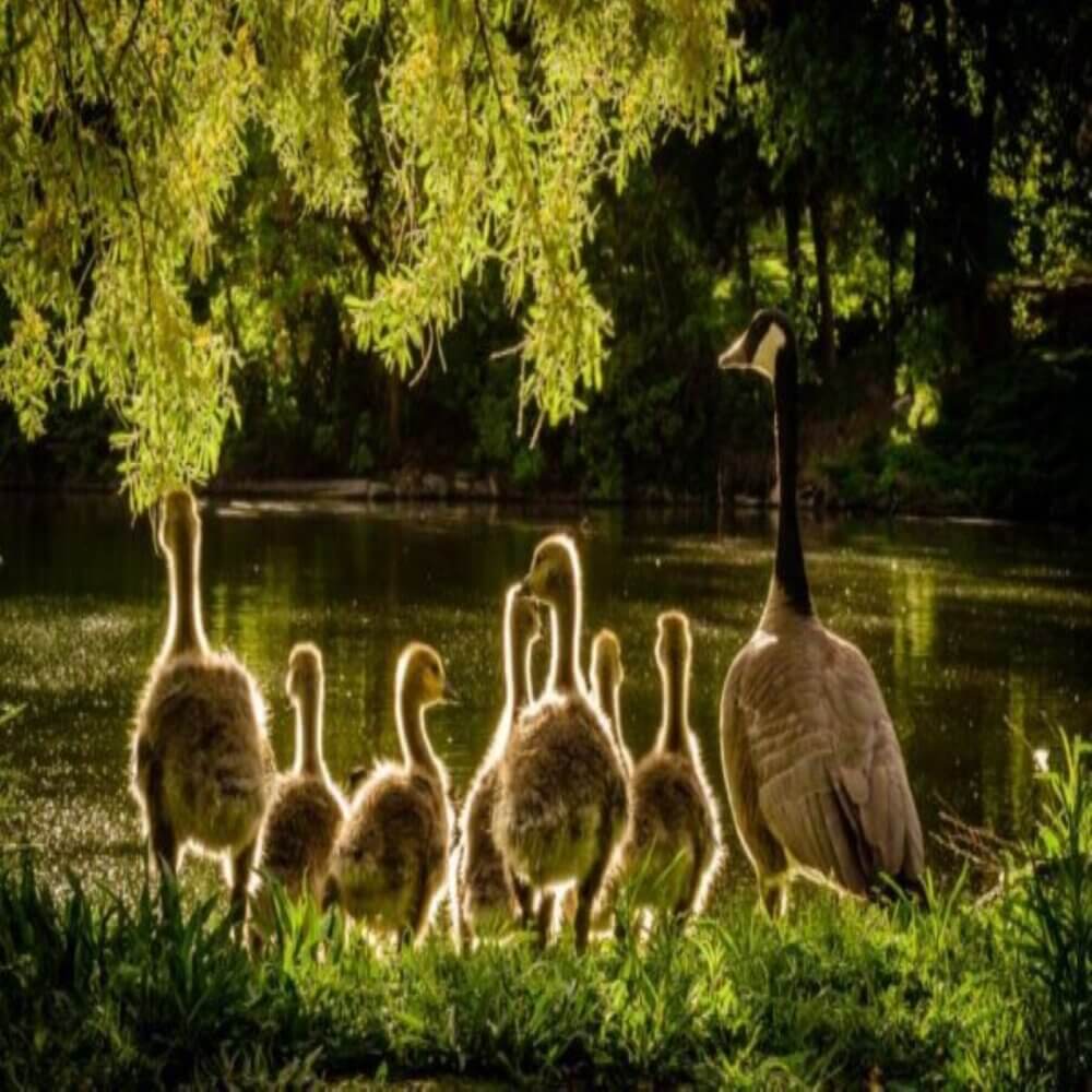 A group of geese with goslings stand near a serene lake, illuminated under the shade of a tree with lush green foliage. - Home Instead