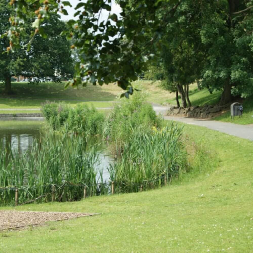 A paved path curves alongside a pond with tall grass and trees in a lush green park. - Home Instead