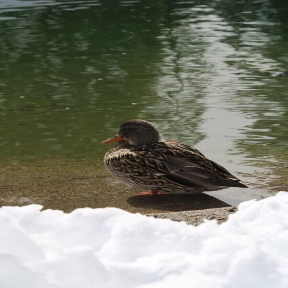 A duck with brown feathers rests on a snow-covered shore next to a calm body of water. - Home Instead
