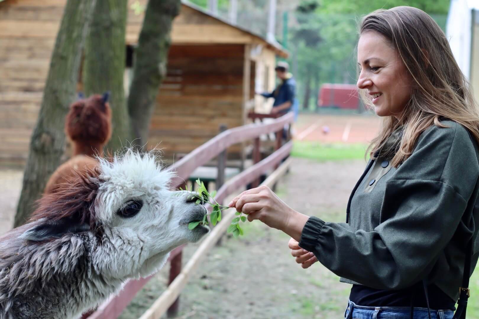 A woman smiles as she feeds greenery to a llama at an outdoor enclosure. - Home Instead