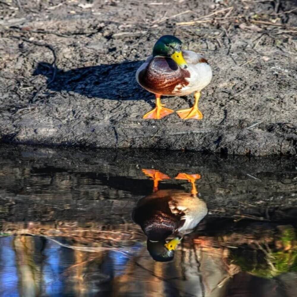 A duck stands by the water's edge, its reflection visible on the calm surface. - Home Instead