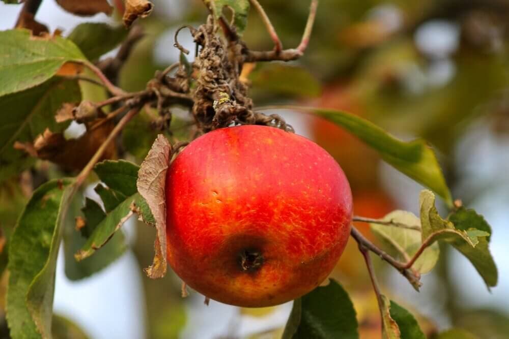 Close-up of a red apple with speckles hanging from a tree branch with green and dry leaves. - Home Instead