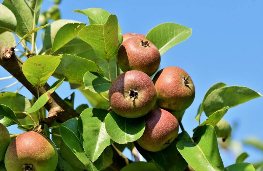 Cluster of ripe brown pears hanging from a branch with green leaves against a clear blue sky. - Home Instead