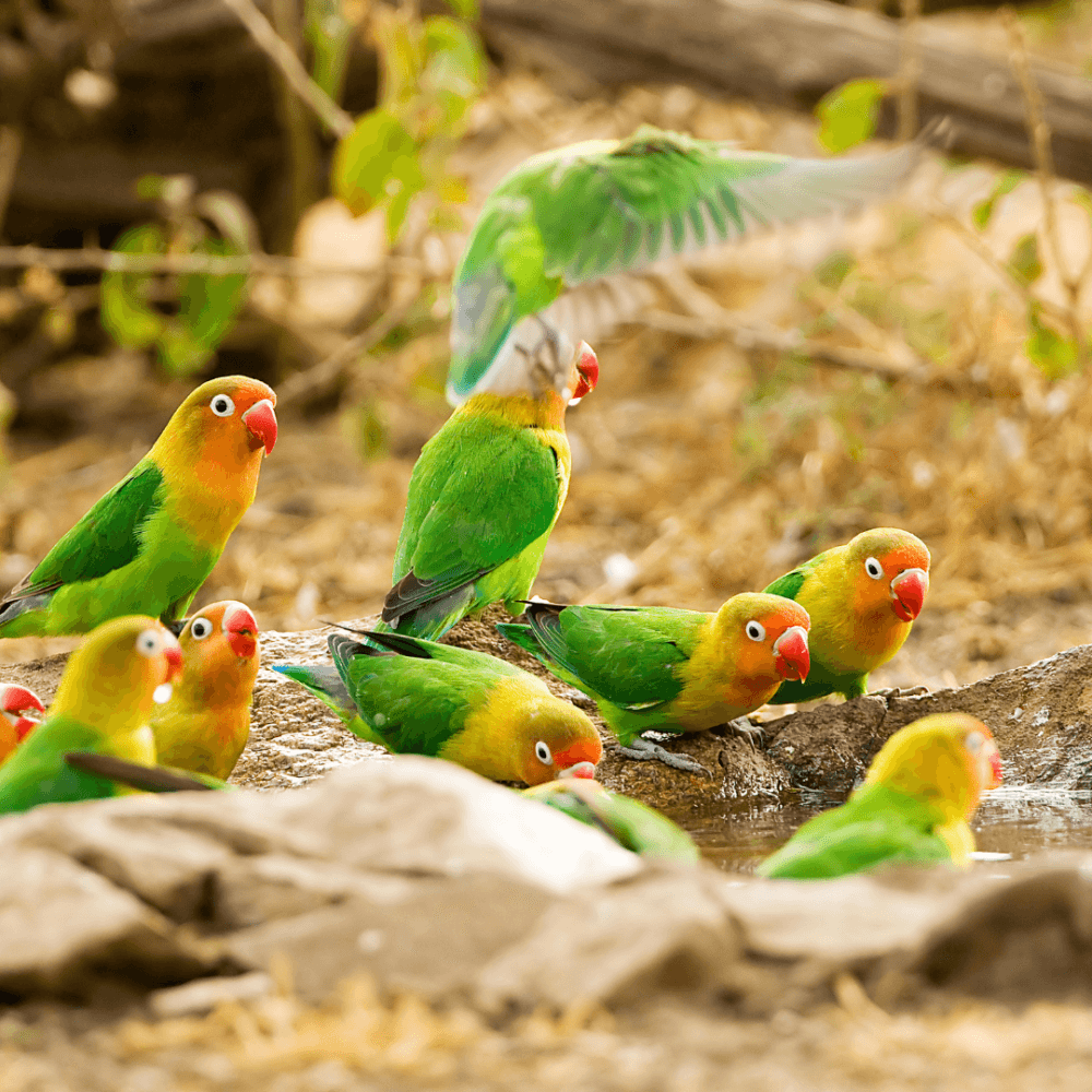 A group of vibrant green and yellow lovebirds with red beaks gathered around a waterhole in a natural setting. - Home Instead