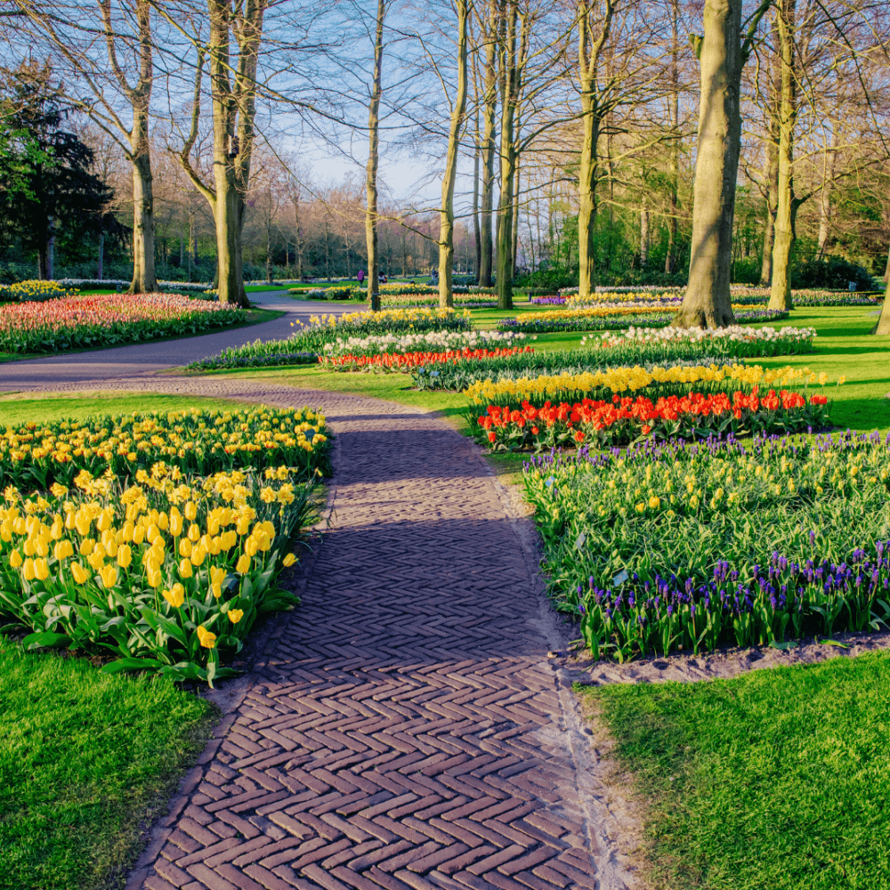 A brick path winds through a park with manicured gardens, featuring beds of colorful tulips and tall trees. - Home Instead