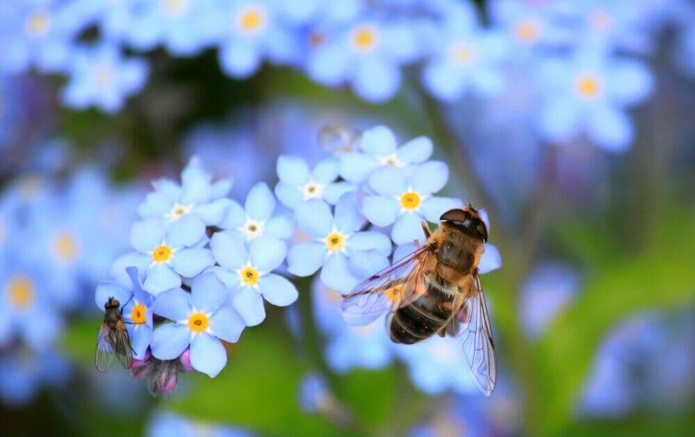 A bee and a small fly on vibrant blue forget-me-not flowers with a blurred green and blue background. - Home Instead