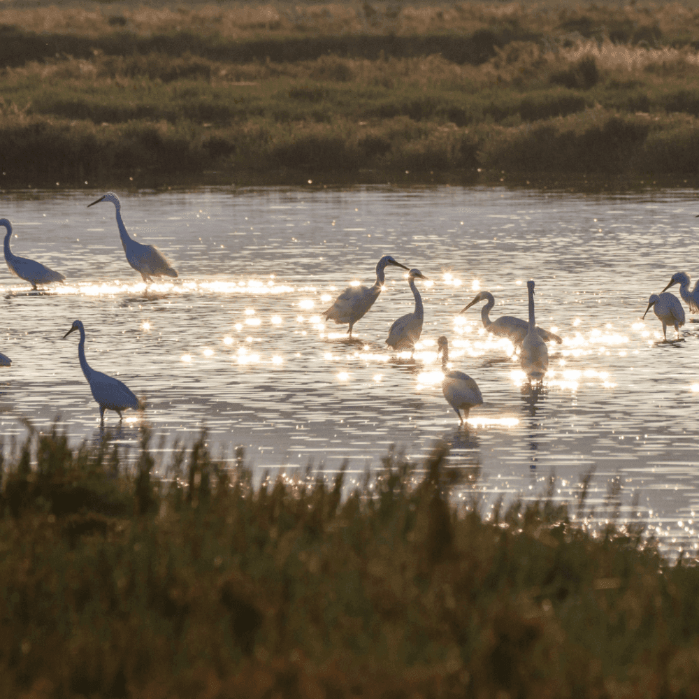 Egrets standing in a shimmering lake during sunset with grass in the foreground. - Home Instead