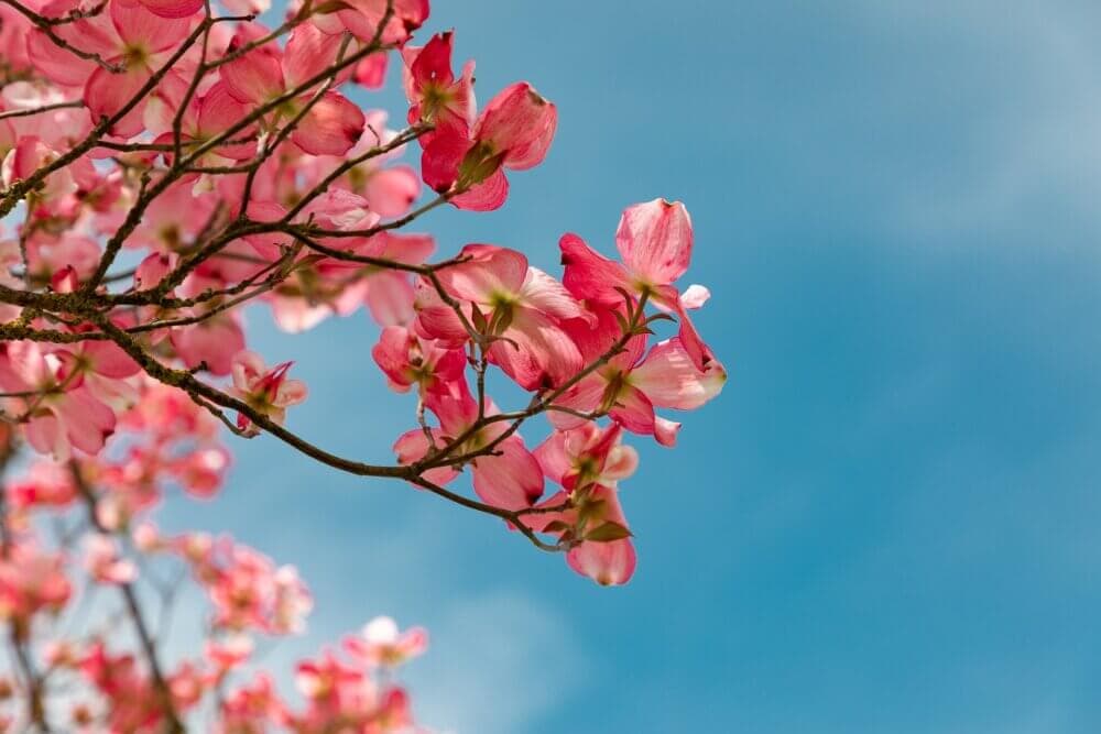 Pink flowering dogwood branches bloom against a clear blue sky. - Home Instead