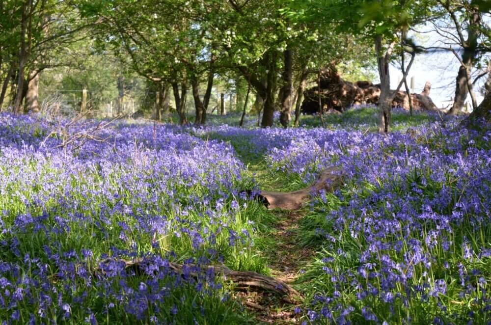 A path through a carpet of bluebells in a forest with sunlight filtering through the trees. - Home Instead