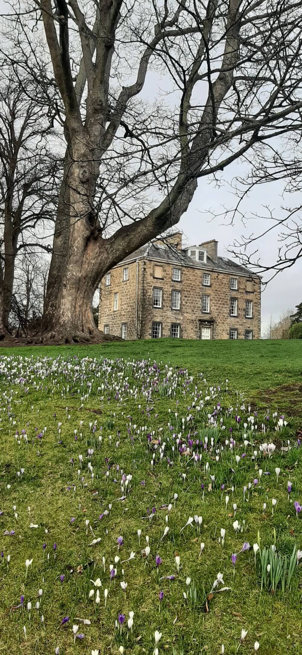 A historic brick building stands behind a large tree, with a field of blooming purple and white flowers in the foreground. - Home Instead