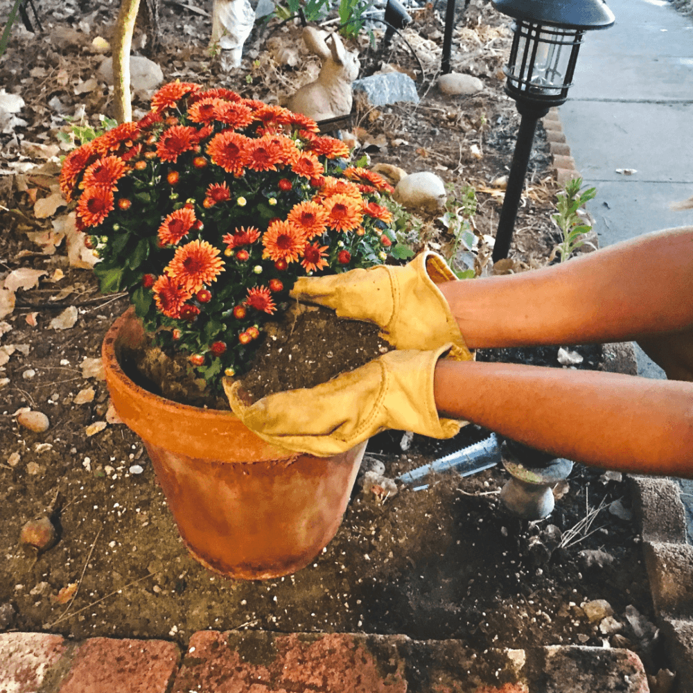 Person wearing gloves planting a pot of orange flowers in a garden bed beside a path and garden lantern. - Home Instead