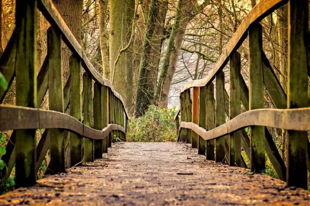 Wooden footbridge with railings leading into a forest with bare trees and a soft golden light filtering through. - Home Instead