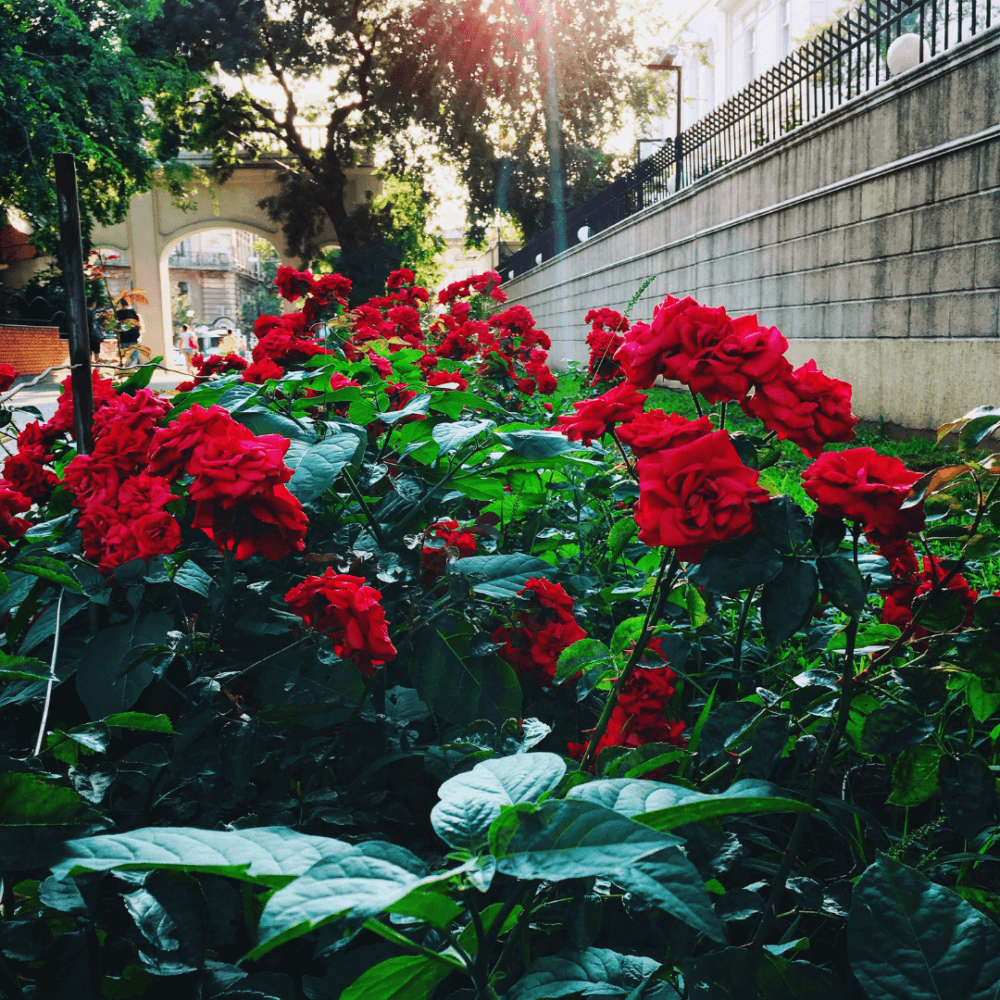 Vibrant red roses in full bloom under the sunlight against a backdrop of a stone wall and an arched gateway. - Home Instead