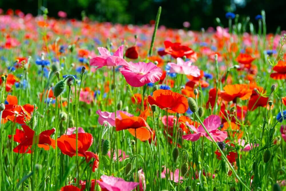 A vibrant field of red, pink, and blue wildflowers in full bloom under a clear sky. - Home Instead