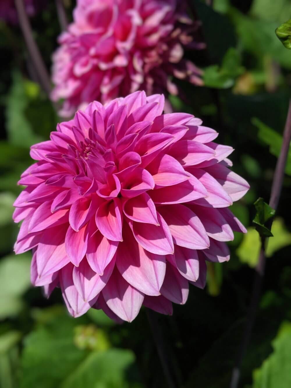 Close-up of a vibrant pink dahlia flower in full bloom with green foliage in the background. - Home Instead