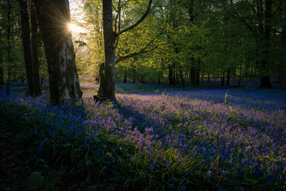 Sunlight filters through the trees in a forest, illuminating a carpet of bluebells on the forest floor. - Home Instead