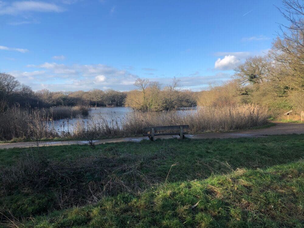A serene lake surrounded by trees and bushes under a clear blue sky, with a wooden bench in the foreground. - Home Instead