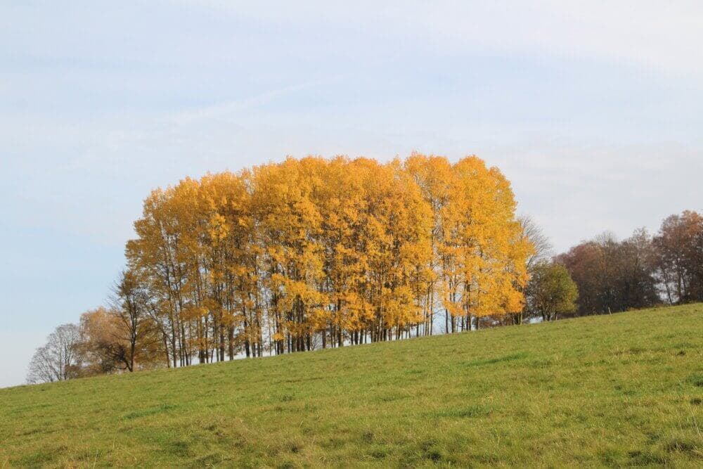 A group of trees with yellow autumn leaves stands on a grassy hill under a blue sky with light clouds. - Home Instead