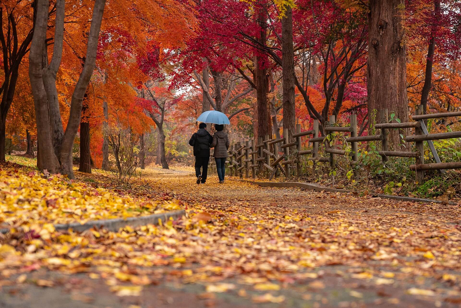 Two people share an umbrella while walking down a pathway covered in autumn leaves, surrounded by colorful fall trees. - Home Instead