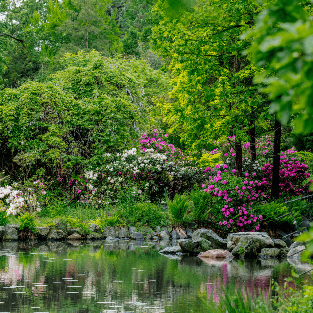 A serene garden with lush greenery and vibrant flowers reflected in a calm pond surrounded by rocks. - Home Instead