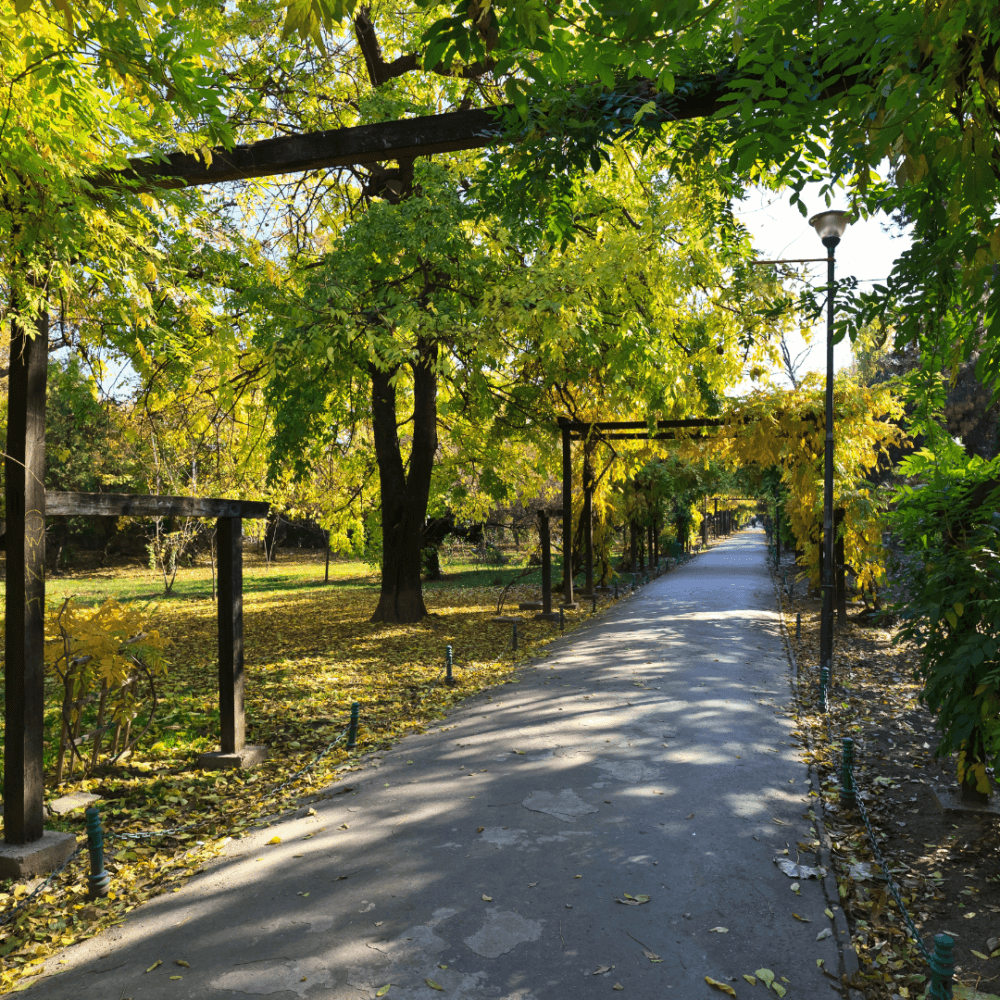 A serene pathway in a park with overhead trellises and greenery on both sides under a sunny, blue sky. - Home Instead