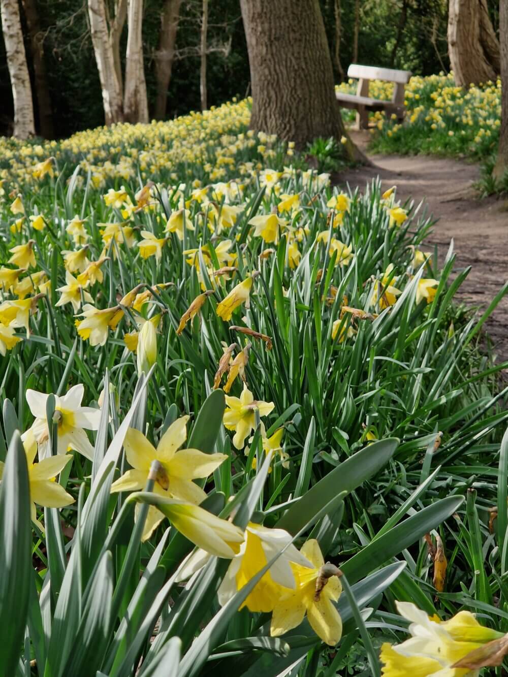 A forest path lined with blooming yellow daffodils and a wooden bench in the background. - Home Instead