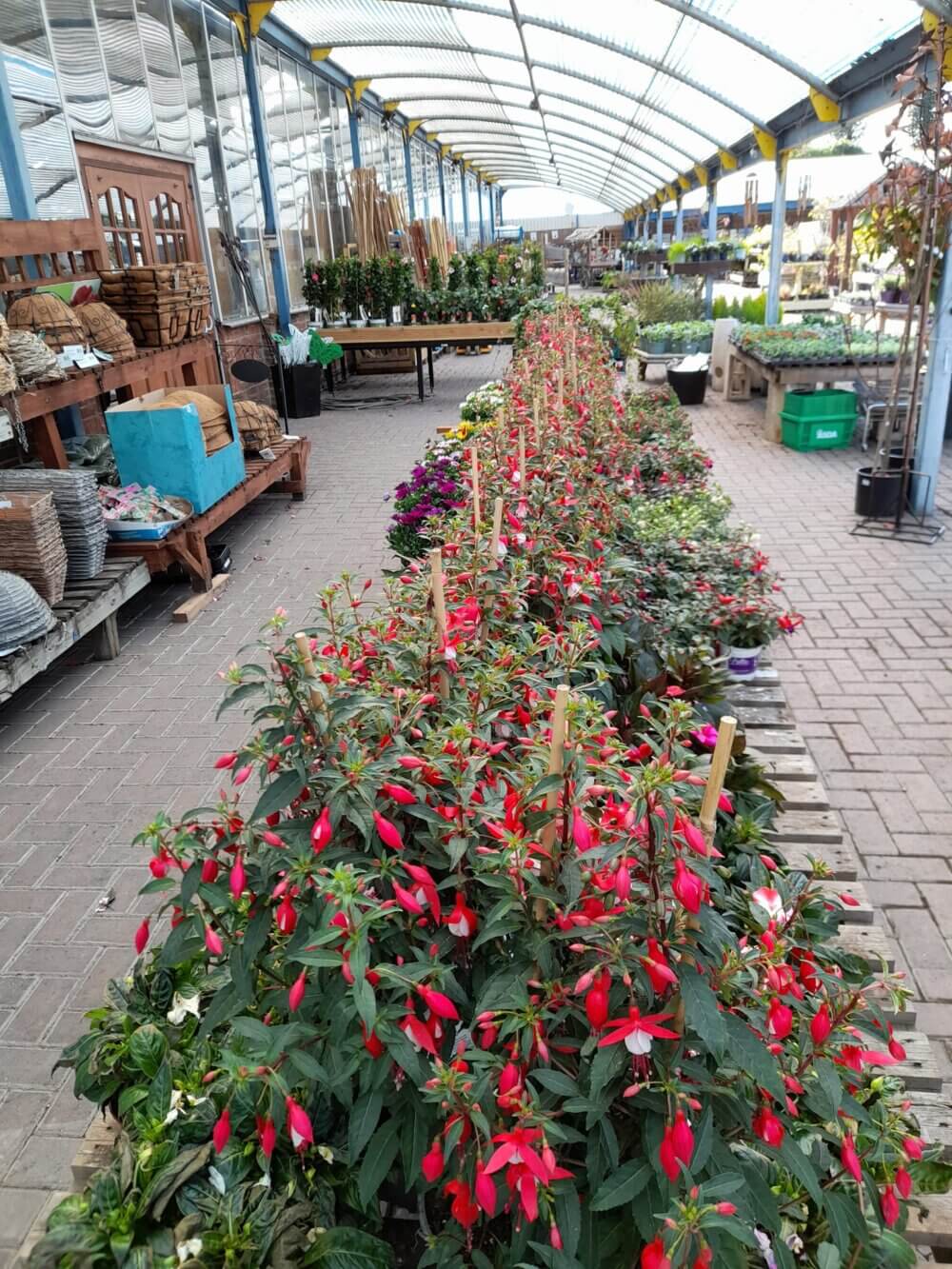 Plant nursery with rows of flowering plants, various garden supplies on shelves, and a greenhouse with a clear roof. - Home Instead