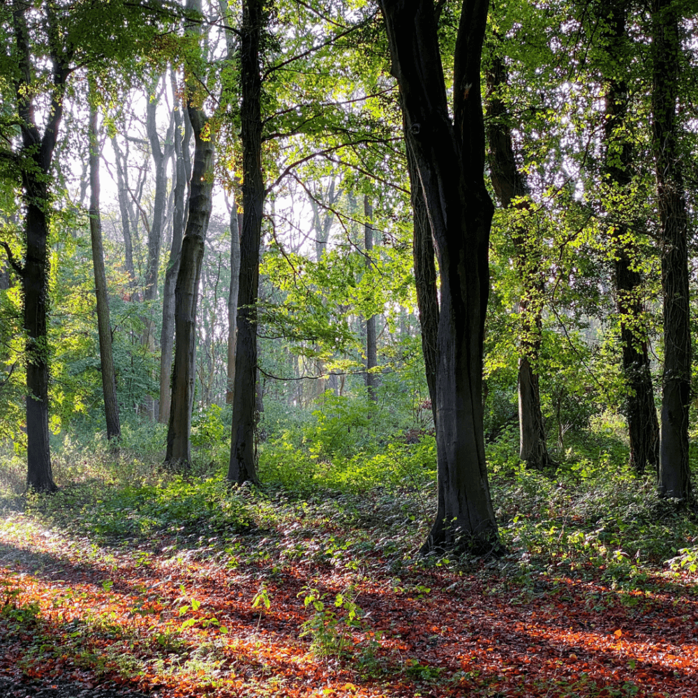 Sunlit forest with tall trees, green foliage, and a red-brown carpet of fallen leaves covering the ground. - Home Instead