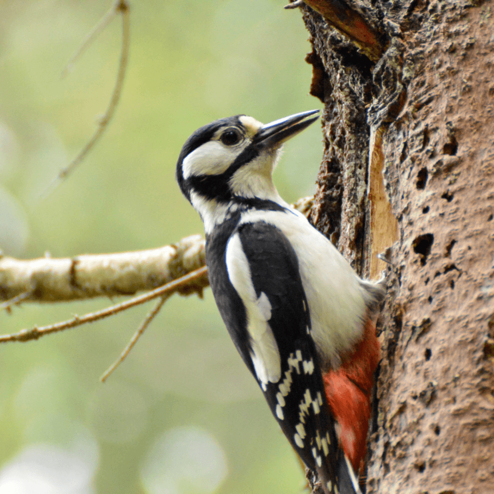 A woodpecker with black, white, and red feathers clings to the side of a tree trunk, pecking at it. - Home Instead