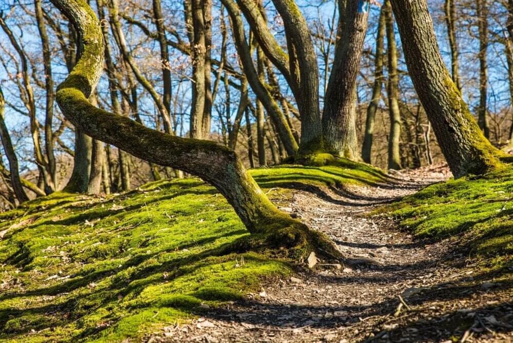A sunlit forest trail winds through moss-covered trees with bare branches and a clear blue sky in the background. - Home Instead