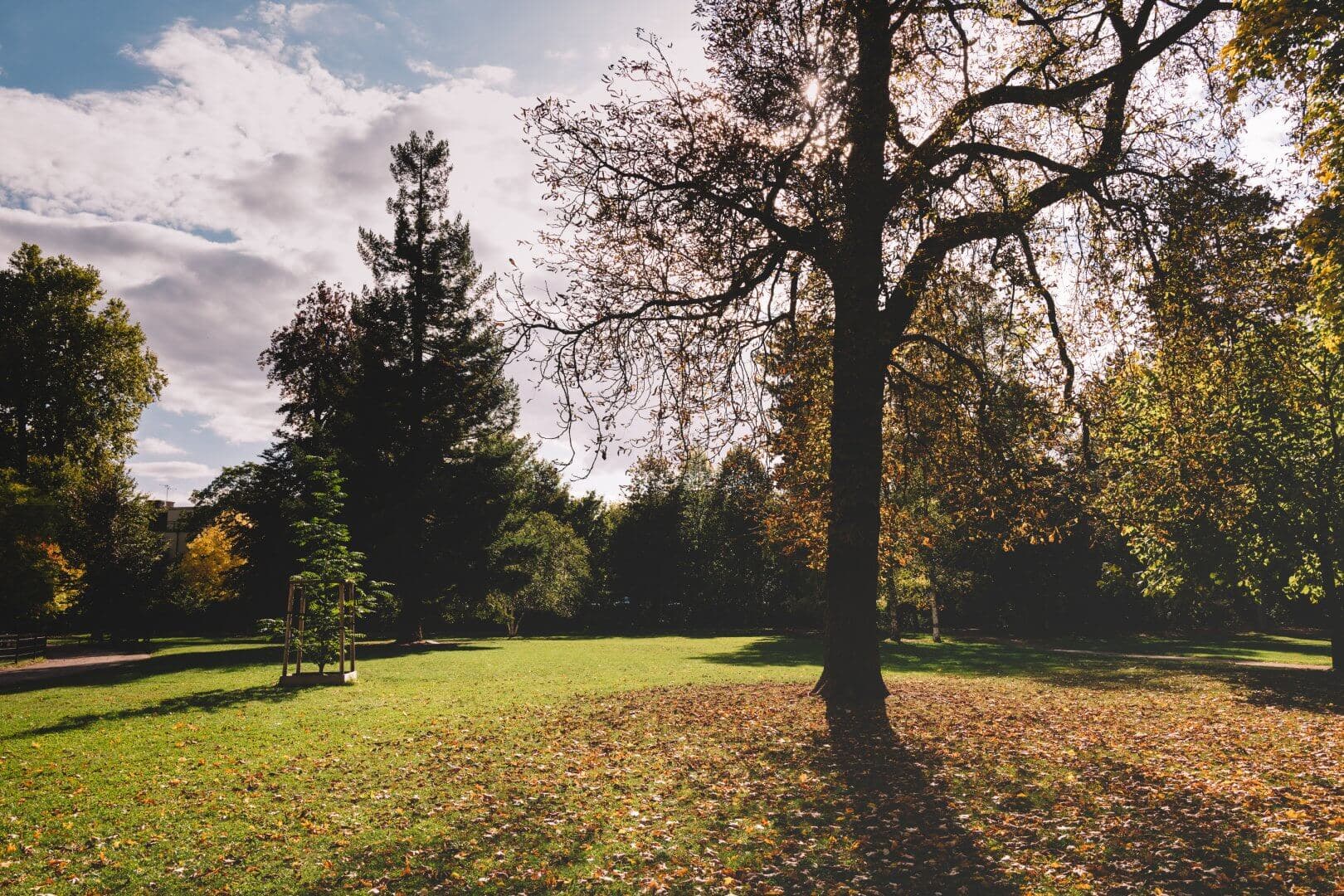 A park with trees, sunlight streaming through branches, and fallen leaves scattered on the grass on a partly cloudy day. - Home Instead