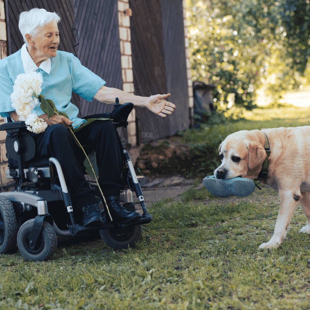 Elderly woman in a wheelchair with flowers reaching out to a dog holding a bowl in its mouth outside. - Home Instead