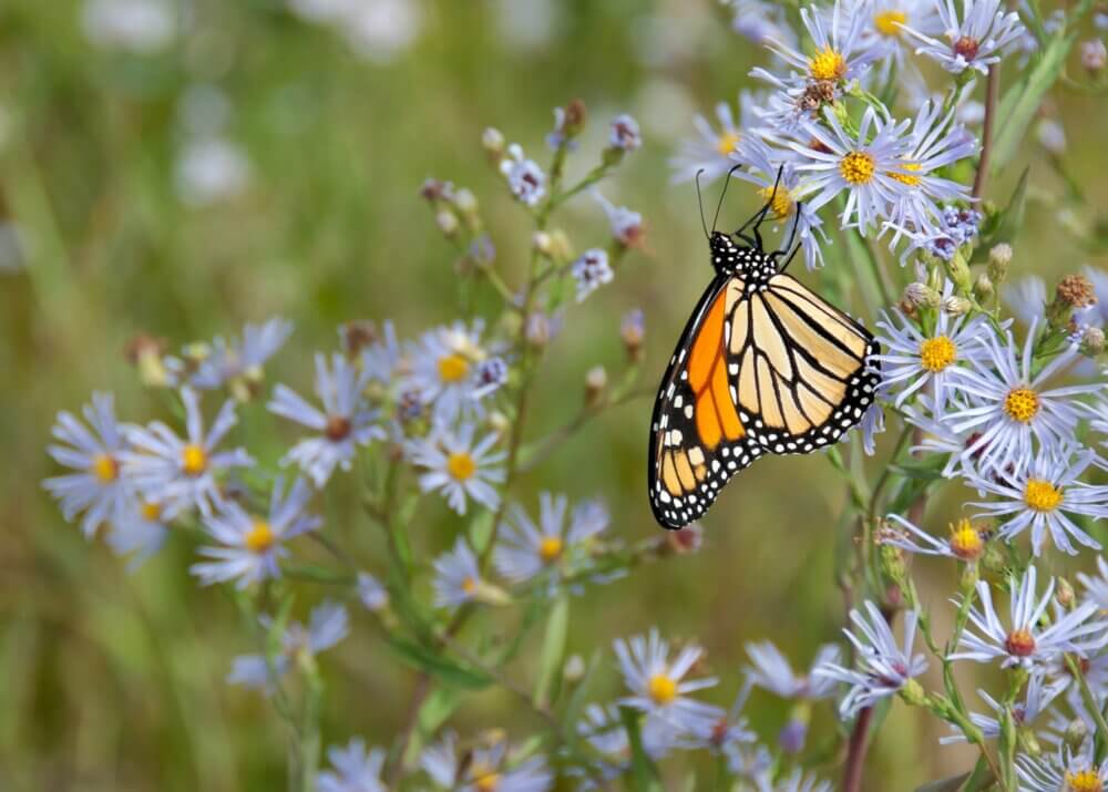 A monarch butterfly rests on light purple wildflowers in a grassy field. - Home Instead