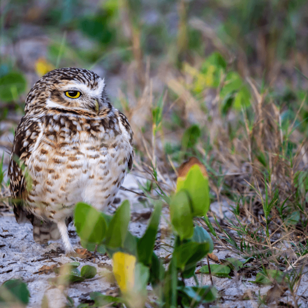 A burrowing owl stands alert in a grassy field with patches of bare ground visible around it. - Home Instead