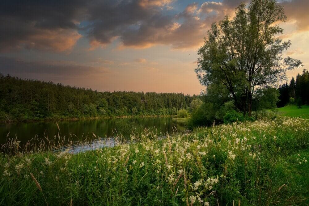Serene riverside landscape with wildflowers, a lone tree, and a forest under a sunset sky with scattered clouds. - Home Instead