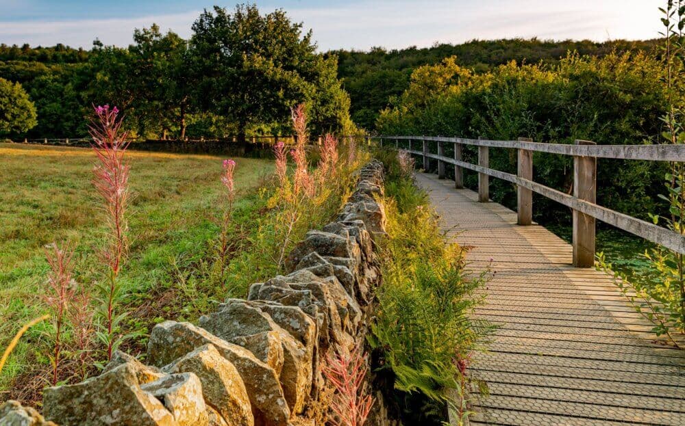 Wooden bridge next to a stone wall, with pink flowers and lush green trees under a clear sky. - Home Instead