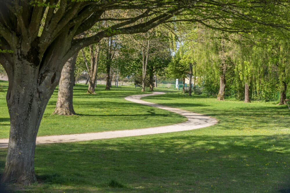A winding path through a lush, green park with tall trees providing shade and a clear blue sky in the background. - Home Instead
