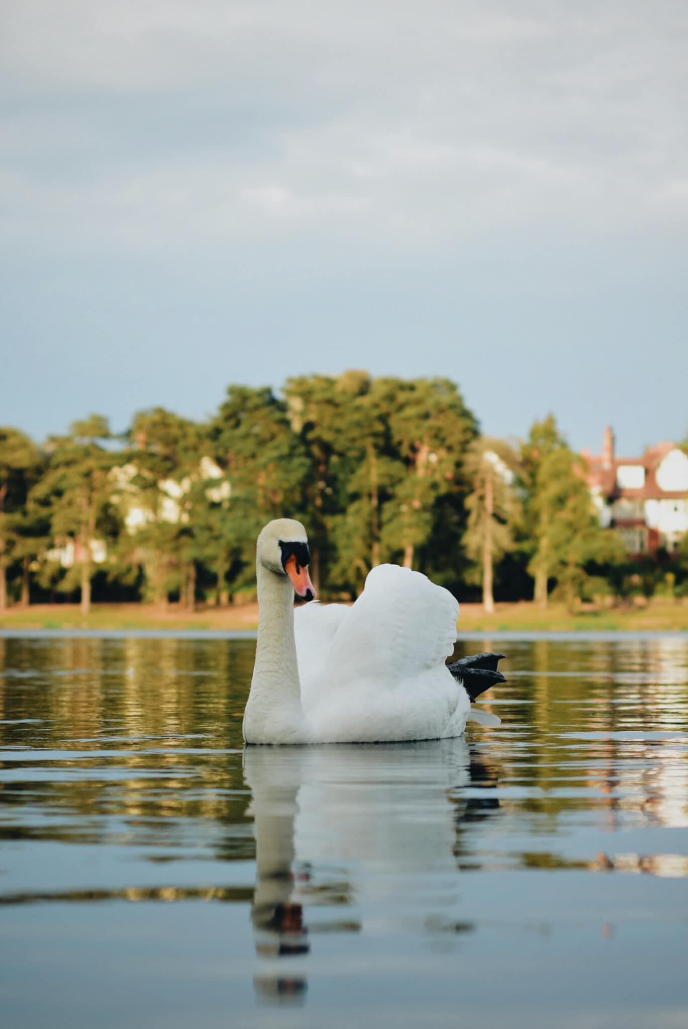 A swan floats on a calm lake with houses and trees in the background under a partially cloudy sky. - Home Instead