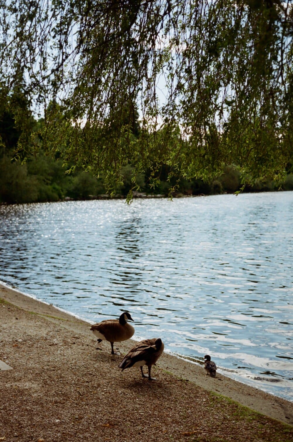 Three birds stand near the edge of a tranquil lake, with trees and foliage in the background. - Home Instead