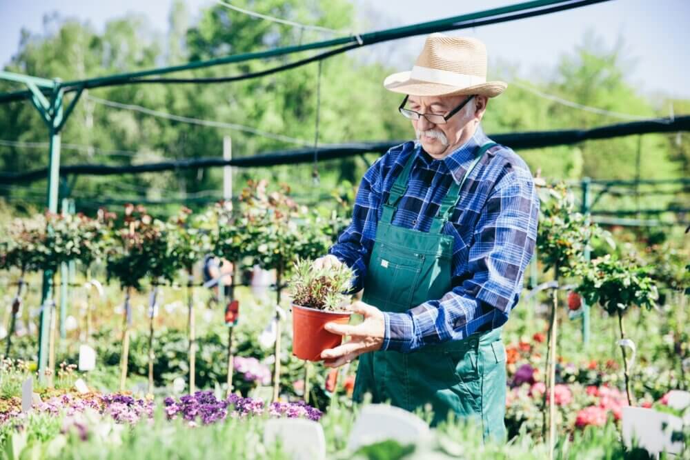 Elderly man in a hat and glasses, holding a potted plant in a greenhouse surrounded by flowering plants. - Home Instead
