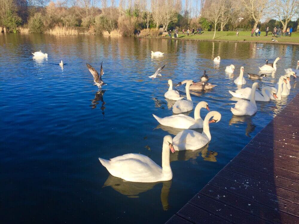 Swans and ducks swimming in a pond near a wooden deck, with people walking and relaxing in the background on a sunny day. - Home Instead