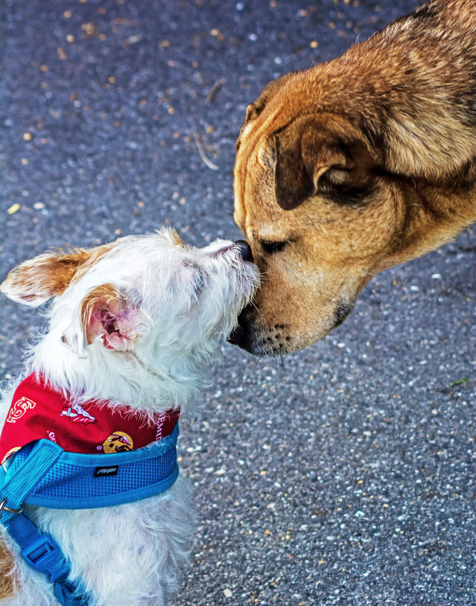Two dogs greeting each other, one wearing a red bandana and blue harness, touching noses on a paved surface. - Home Instead