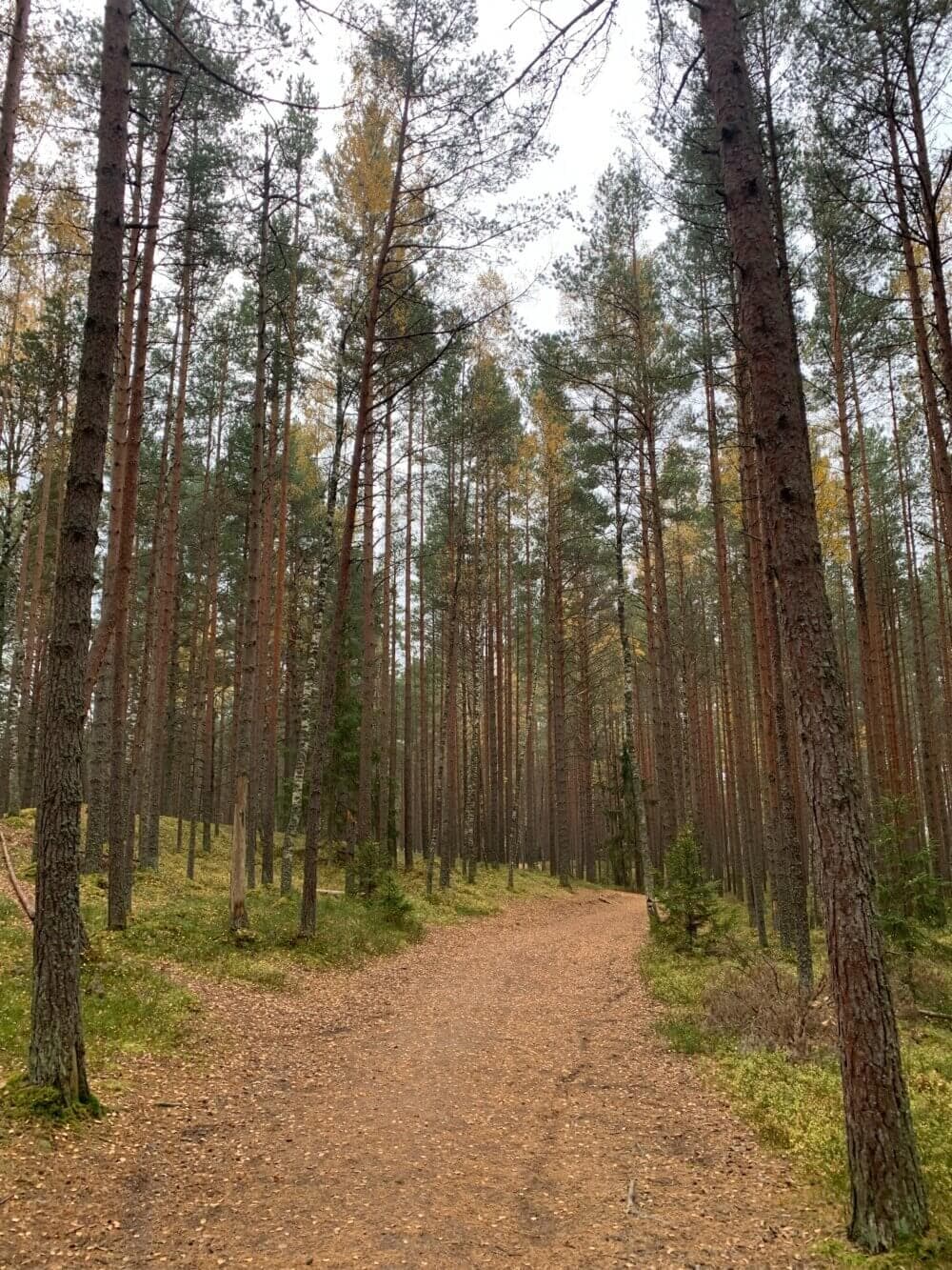 A forest path covered with fallen leaves, surrounded by tall, slender trees under a cloudy sky. - Home Instead