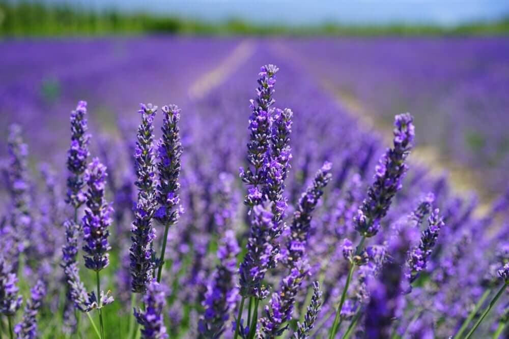 Close-up of blooming lavender flowers in a field under a bright blue sky, fading into the distance. - Home Instead