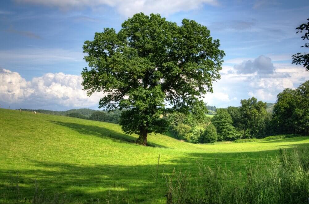 A lone, large tree stands in the middle of a green field under a partly cloudy blue sky. - Home Instead