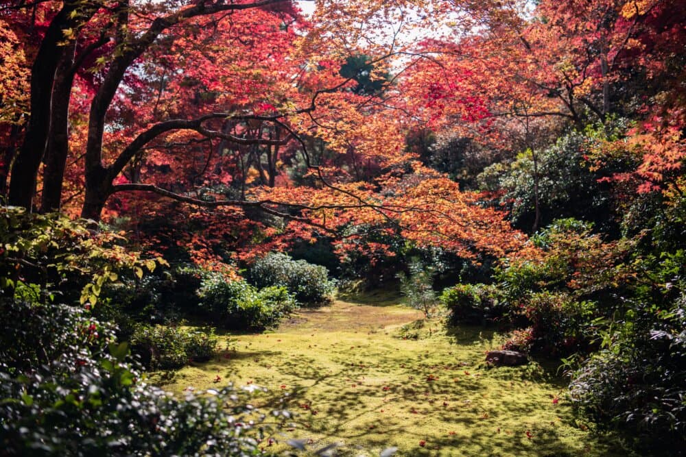 A tranquil garden scene with trees displaying vibrant autumn foliage in hues of red and orange. - Home Instead